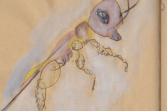 230124-Heimchen